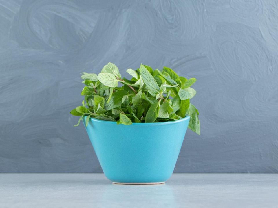 ������� ������ ������: ��� ���� �������� � ������ � �����������