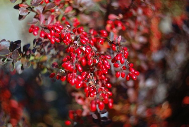 Когда осенняя обрезка растений может навредить вашему саду