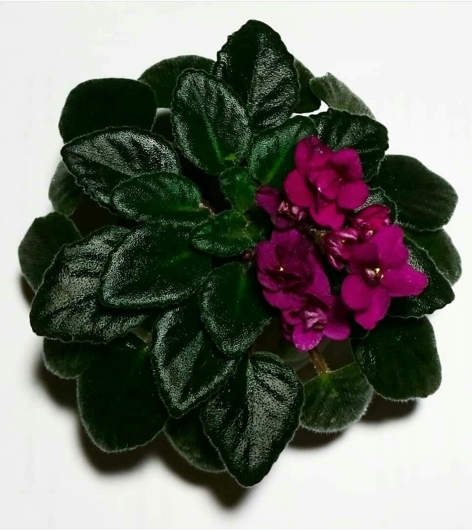 Как вырастить фиалки: советы и ошибки, чтобы избежать неудач при домашнем цветоводстве