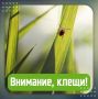 Сезон активности клещей уже начался: не забудьте о безопасности