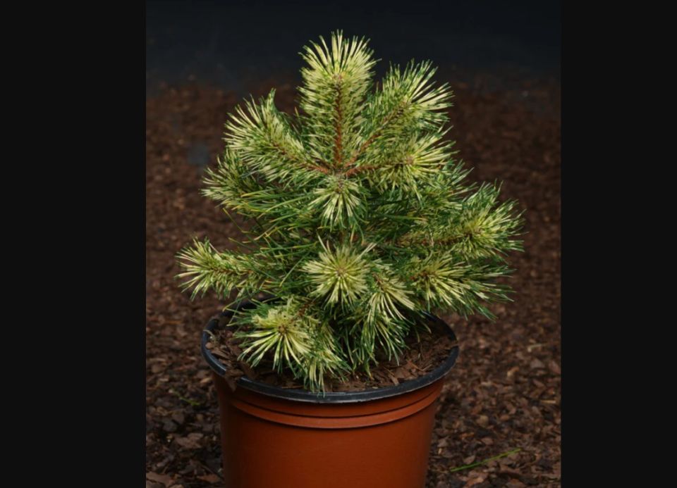 ����� ���������: ��������� ����� ��� ������ ����