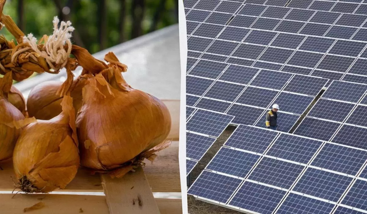 Луковая шелуха может улучшить эффективность солнечных панелей: открытия ученых