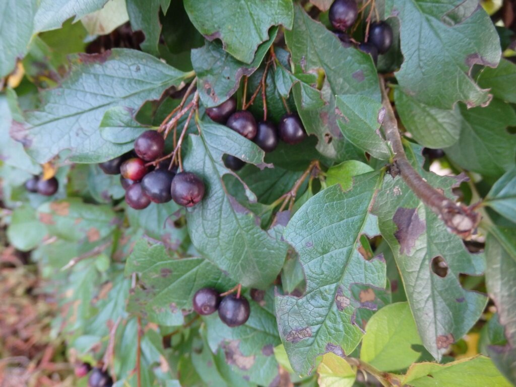 Создание живой изгороди: важные моменты выбора кизильника