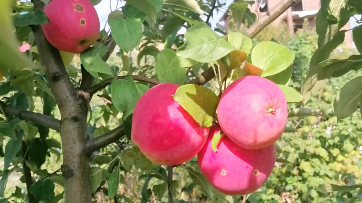 Как весенние обработки спасают сад от монилиоза