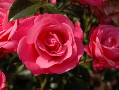 ������ ������� ���: ������� ��� ����� ������ �������� � �������� ����� ��������