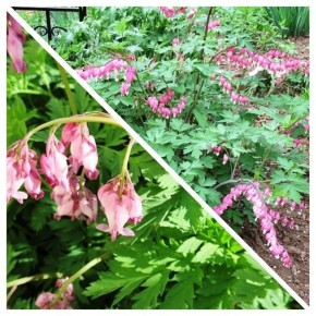 Дицентра: разбитое сердце и нежное материнство в вашем саду