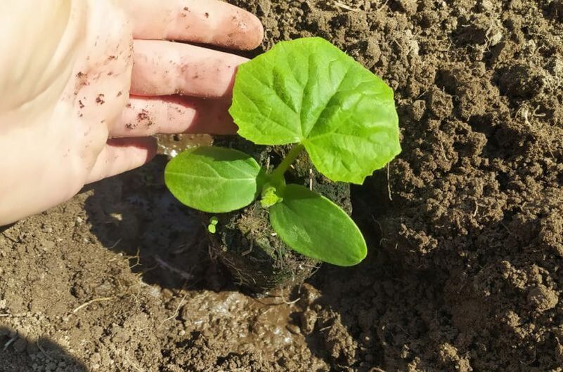 ������� ������� ������ �������: ����� ������ ������� � �������