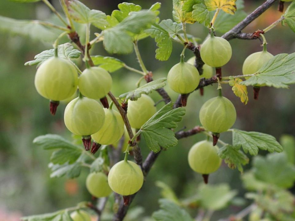 ��� �������� ���������: ������� ��� �������� ������