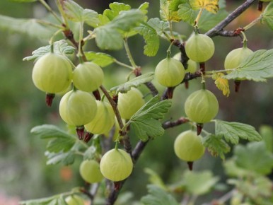 Как удобрять крыжовник: секреты для богатого урожая