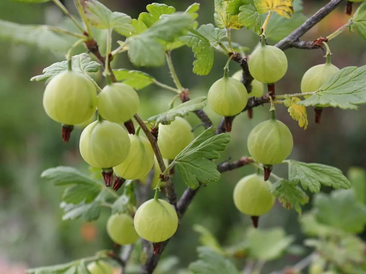 Как удобрять крыжовник: секреты для богатого урожая