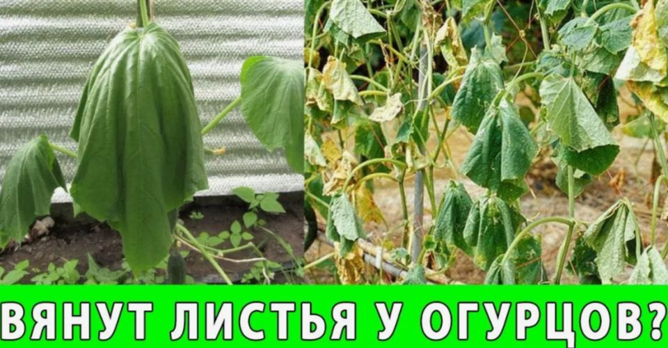 ���������� �������� �������: ����� ����� �� ��������