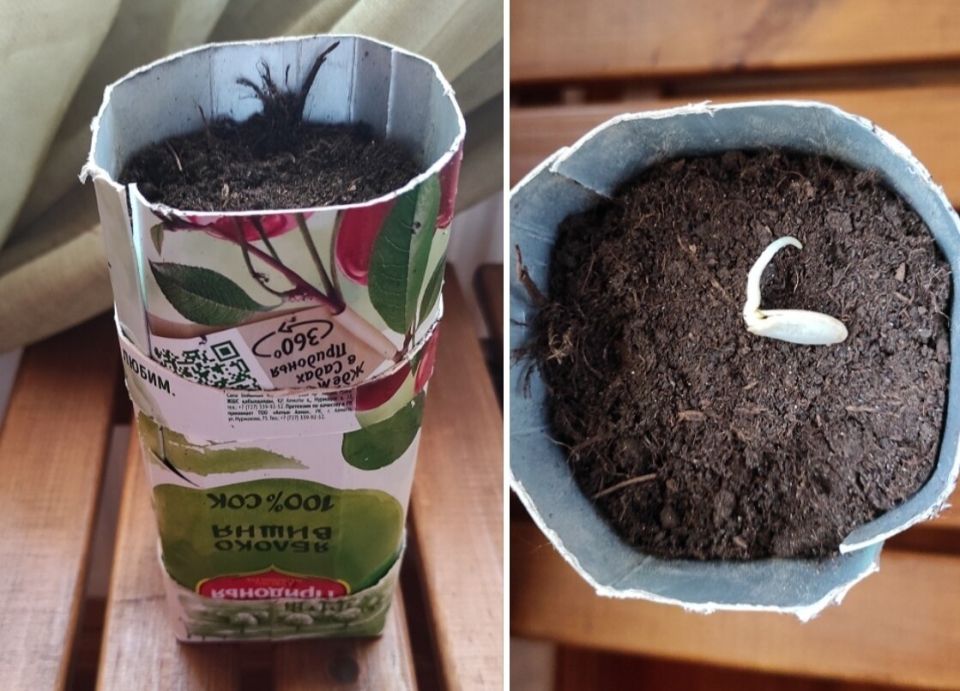 ����� ������ �����������: ���������� ��� ������� �� �������� ����