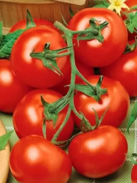 Томаты Евгения: раннее чудо для вашего огорода