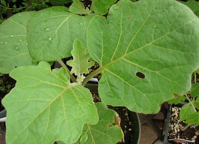 ��� �������� ������ � ����������: ������� ��������� ������