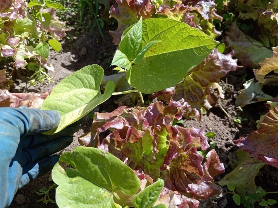 ��� ������� �������� ������: ������� ��������� �������� ��� �������