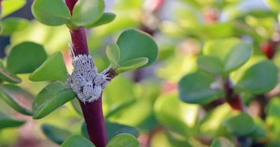 Опасные недруги комнатных растений