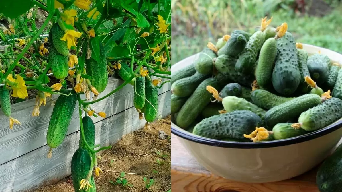Как собрать первый урожай огурцов на две недели раньше без теплицы: секреты успешных дачников