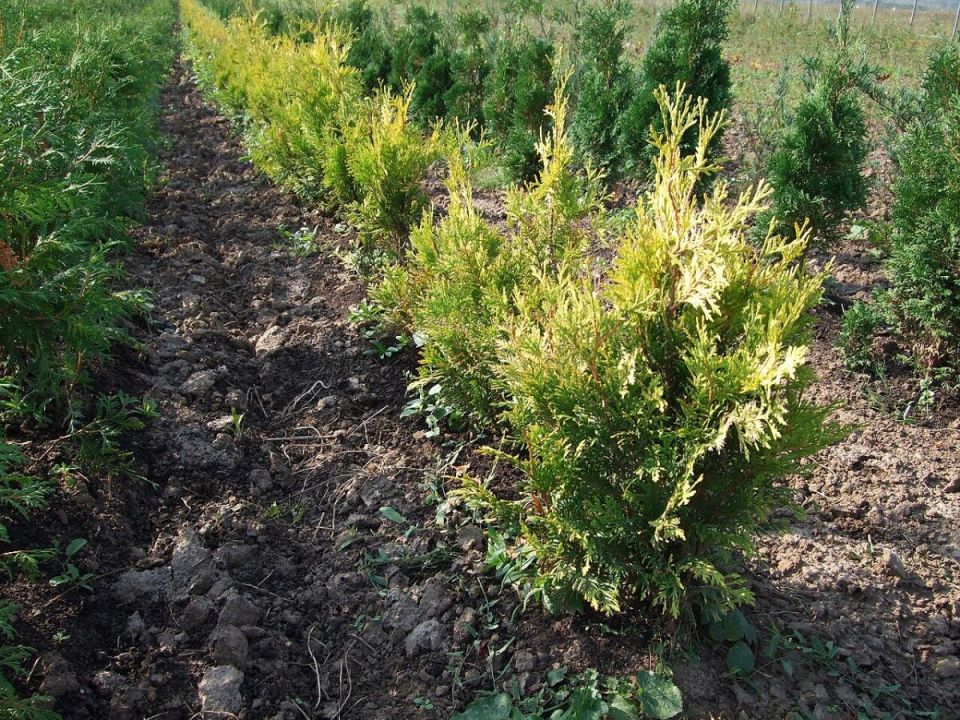 ��� ������� ����������� ���: ������ �� ����� � �������� ������