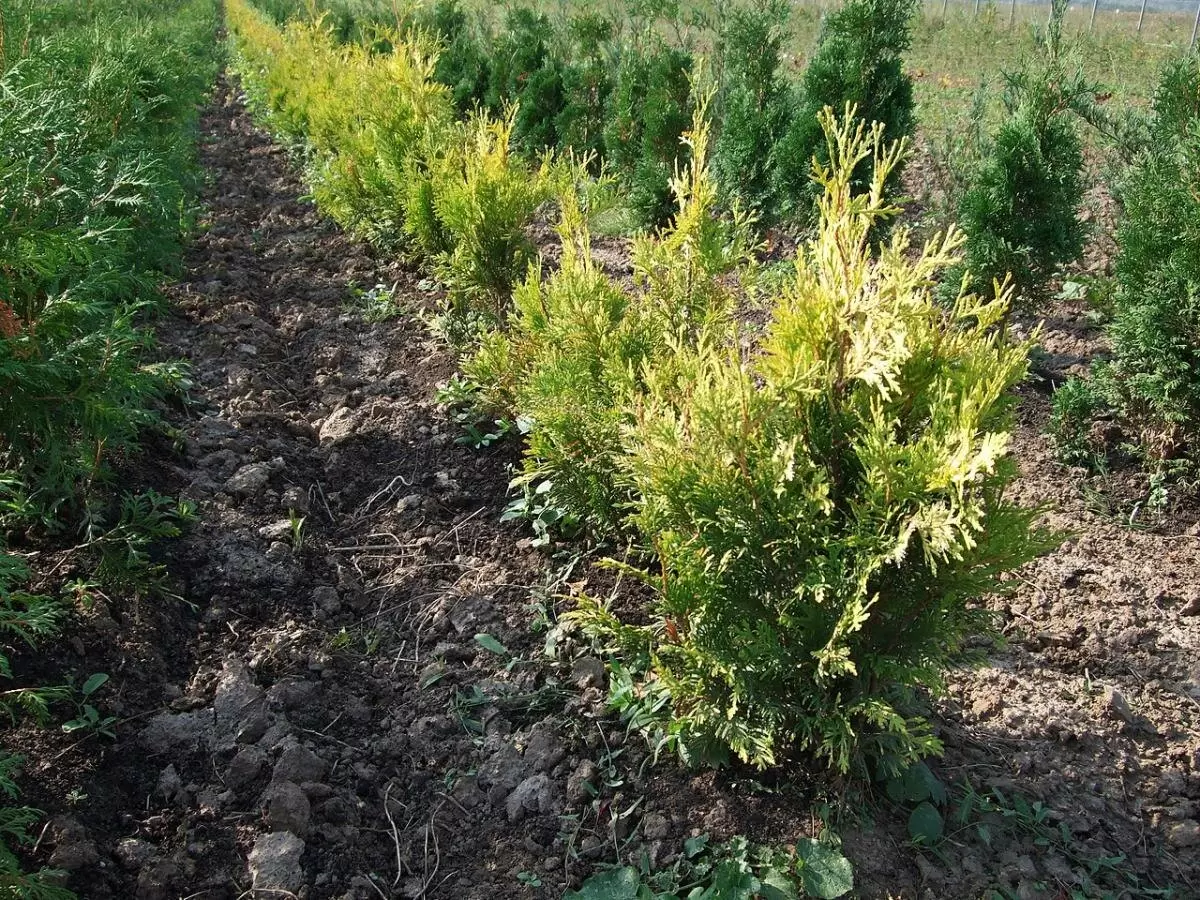 Как оживить пожелтевшую тую: советы по уходу в весенний период