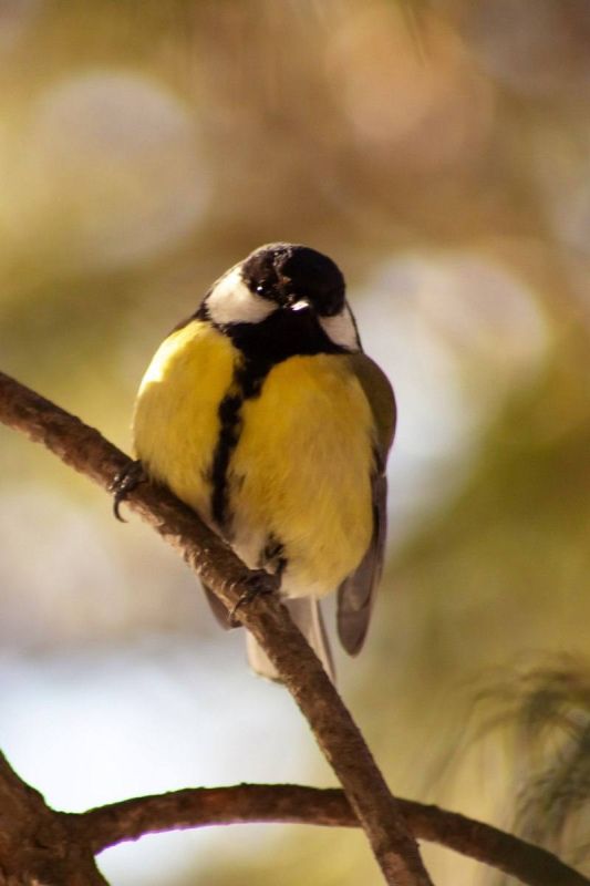 ��������� ������ ��������. ��� � �������