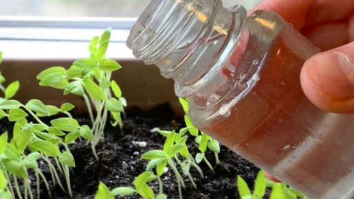 Как правильно поддерживать помидоры для рекордного урожая