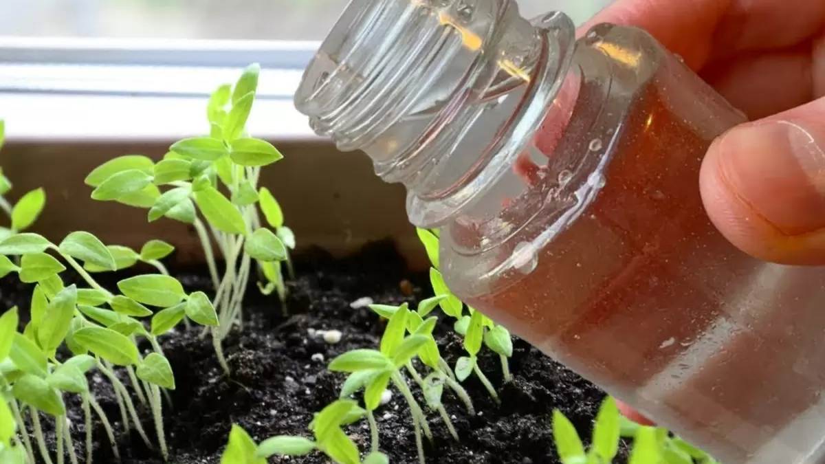 Как вырастить помидоры мечты: секреты ухода от всходов до сбора урожая