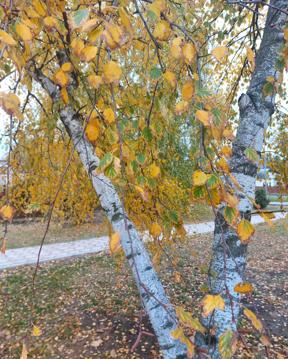 Как приготовить осенний обед для подруги: простые и вкусные идеи