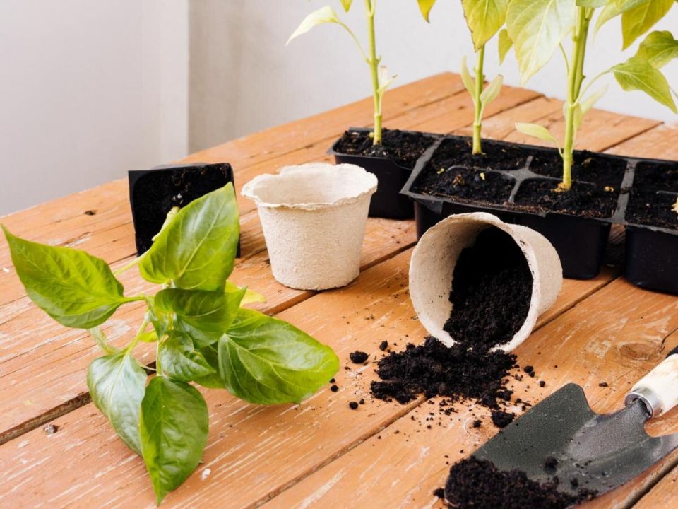 ��� ��������� ��������� �������: ������ ��� ������� ����������