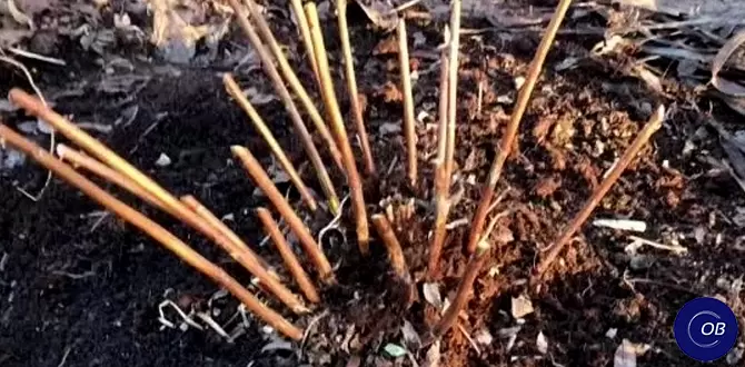 Как правило карандаша превращает вашу гортензию в настоящую красавицу