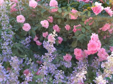 Котовник: секреты идеального компаньона для ваших роз