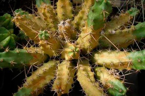 ��� �������� ������� �� ��������� ������: ������ � ������������