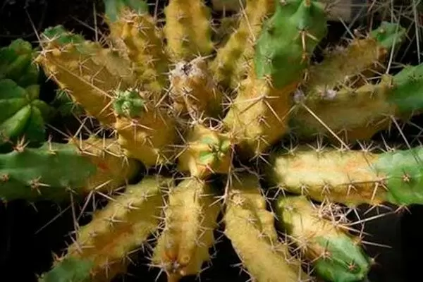 Как защитить кактусы от солнечных ожогов: советы и рекомендации