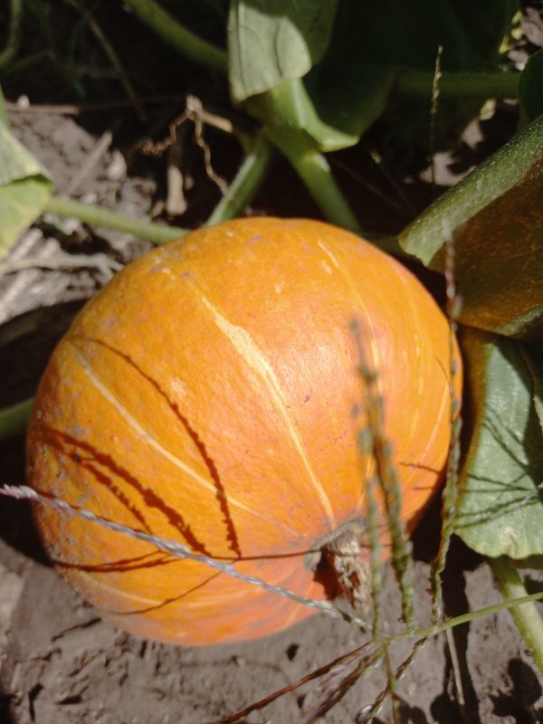 ������� ������� �����: ����� ������� � ��� �������