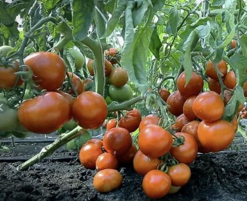 Натуральные способы увеличения урожая: как обойтись без химии