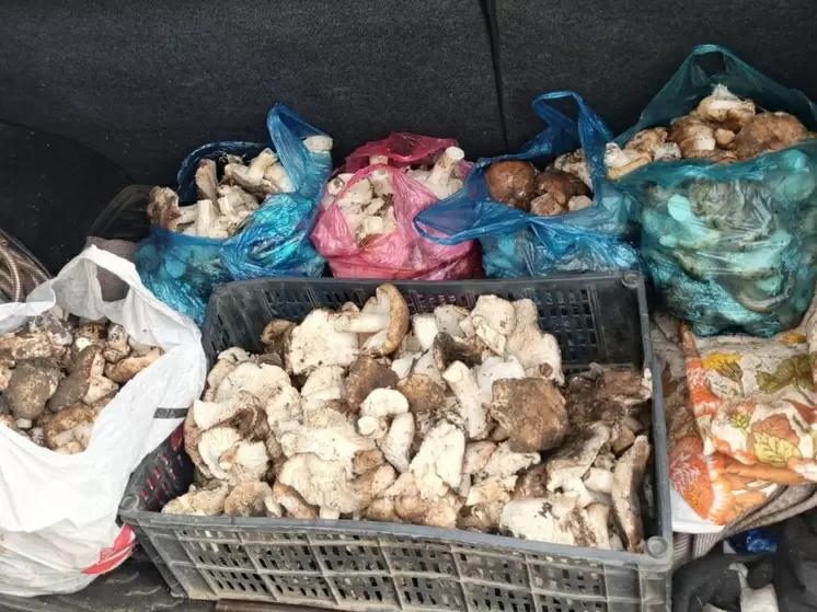 Грибная феерия: урожай белых грибов и синеножек радует донских грибников