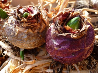 Оживите свой сад: весенние луковичные, которые зацветут первыми