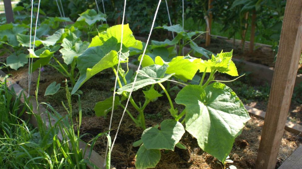 ��� ���������� ������: �������, ������� ��������