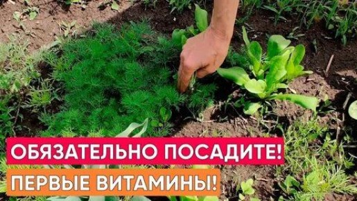 Весенний посев зелени: секреты успешного урожая укропа, петрушки и салата