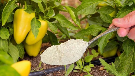 ��� ����������� ����� ��� �������� �����: ��� ����� � ���� ��������