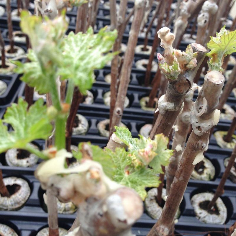 ����� �������� ��� �������� � ������� ������� ��������� ���