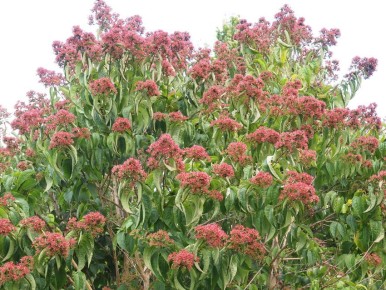 Гептакодиум: Кустарник, заставляющий зацвести даже поздней осенью