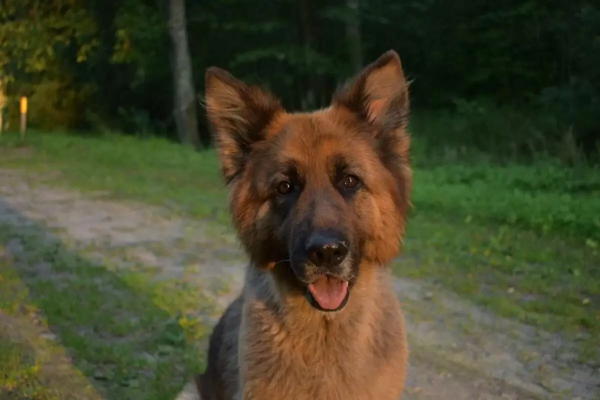 Смех собак: миф или реальность?