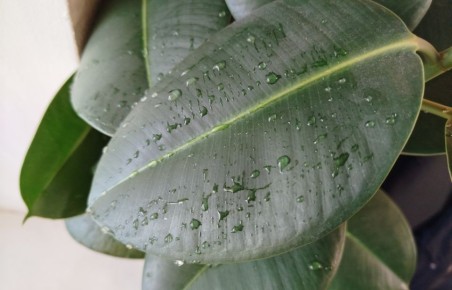 10 инновационных методов повышения влажности воздуха для комнатных растений