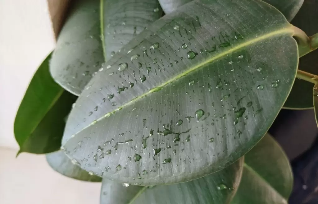 10 инновационных методов повышения влажности воздуха для комнатных растений