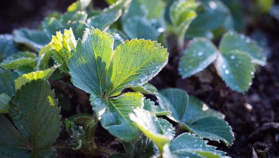 ����� � ��� ��������� ���������� �������� ������ ��� �������� ������