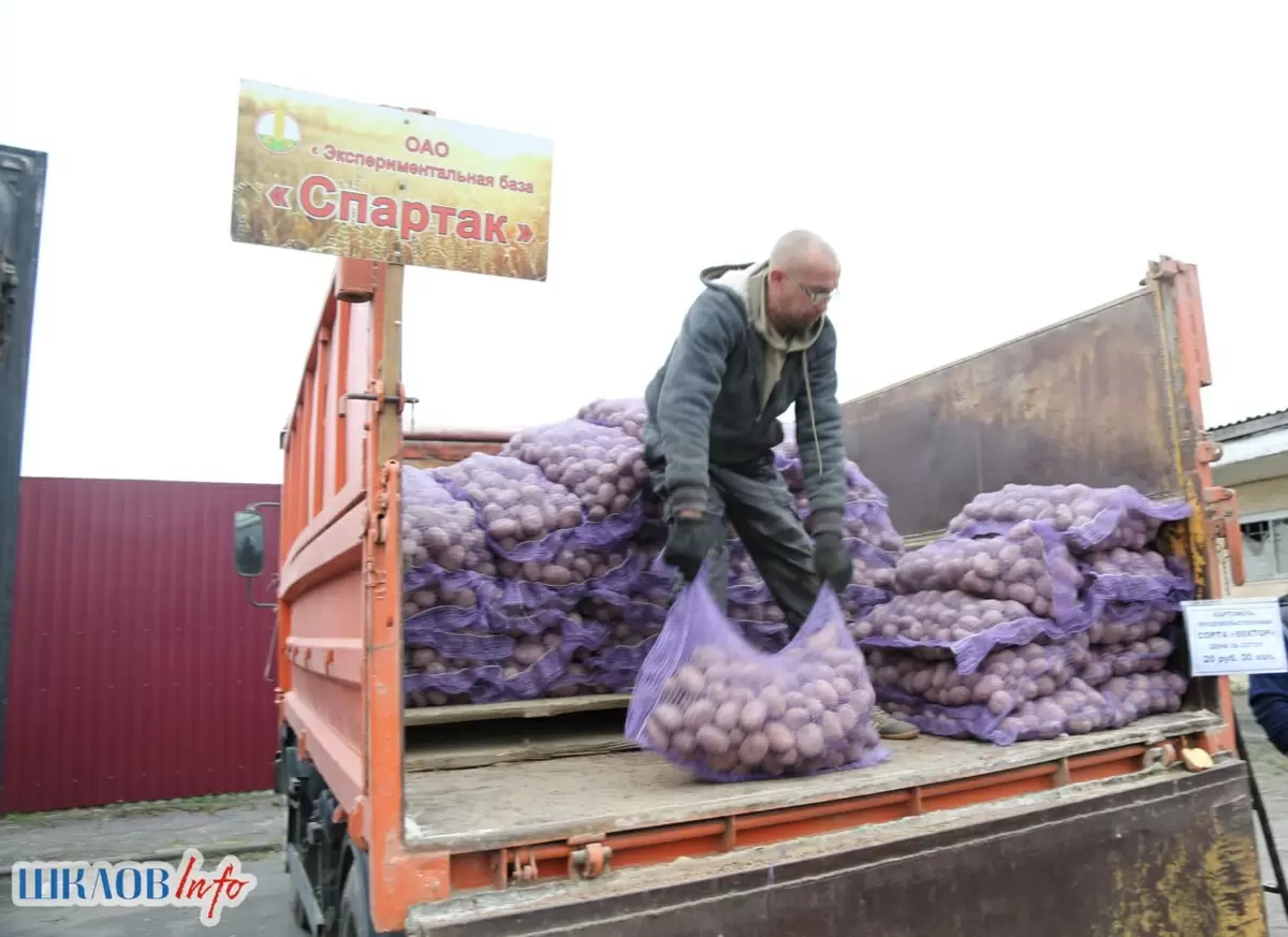 Белорусская бульба: как картофель стал символом осени