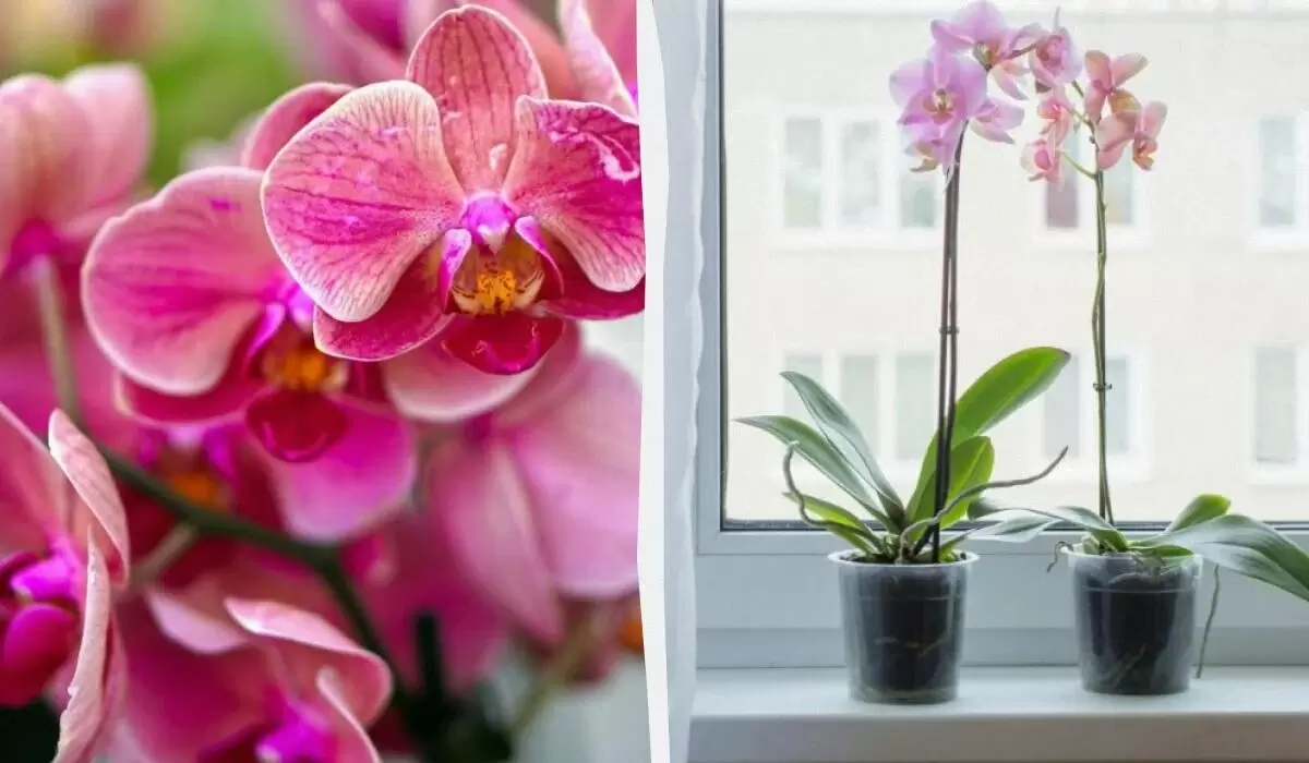 Как рисовая вода преображает орхидеи: простой способ подкормки для крупных цветов
