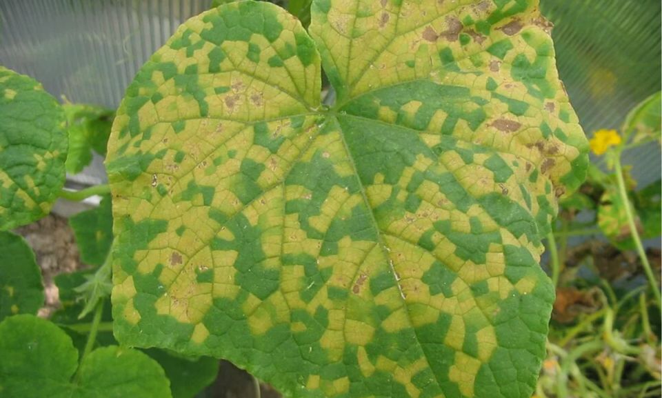 ��� ������ ������ �� ������ ��������� ����?