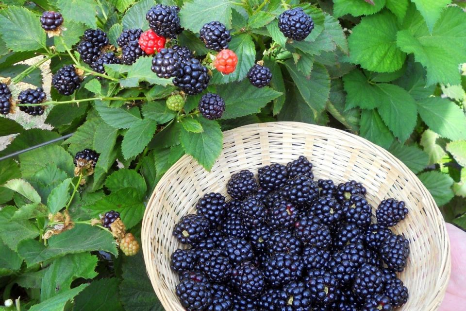 �������: ��� ����� ��� �������� ������ � 2025 ����