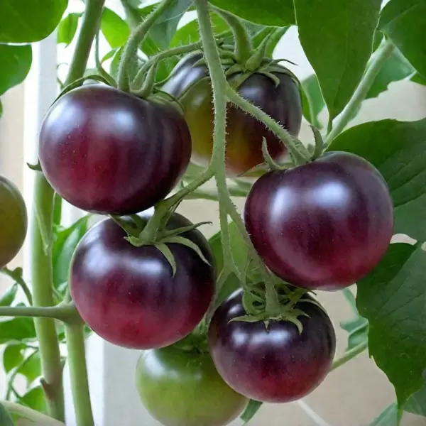 Томат голубая лагуна: уникальный цвет и изысканный вкус для истинных гурманов